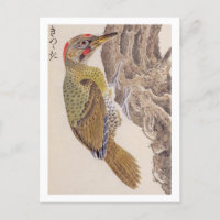 Vintage illustration: Woodpecker Postcard