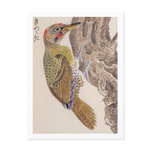 Vintage illustration: Woodpecker Postcard