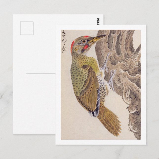 Vintage illustration: Woodpecker Postcard (Front/Back)
