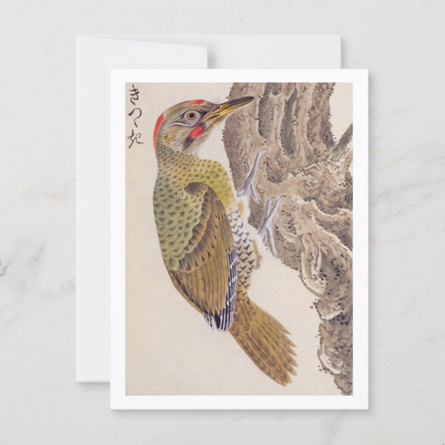 Vintage illustration: Woodpecker Postcard (Front)