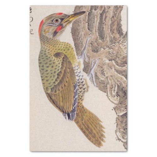 Vintage illustration Woodpecker Tissue Paper