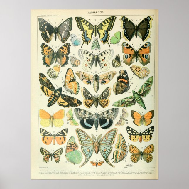 Vintage Illustrations Butterflies Poster (Front)
