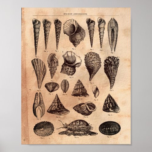 Vintage image Sea Shell Seashell Tea Stained Paper Poster
