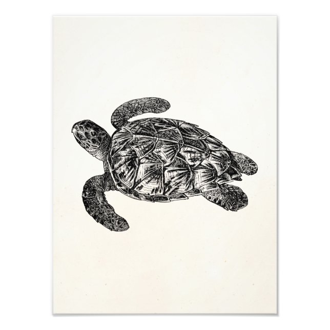 Vintage Imbricated Sea Turtle - Turtles Template Photo Print (Front)