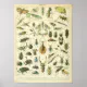 Vintage Insect and bugs scientific poster | Zazzle