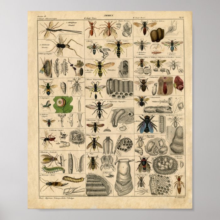 Vintage Insect Diagram Posters