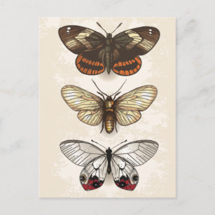 Vintage Insect Illustration Postcard
