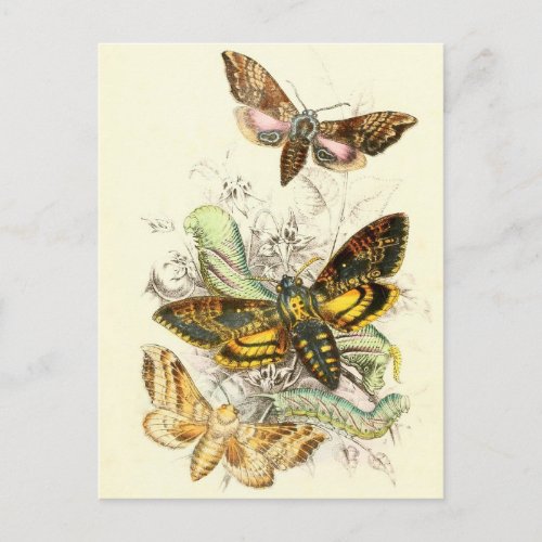 Vintage Insect Illustration Postcard