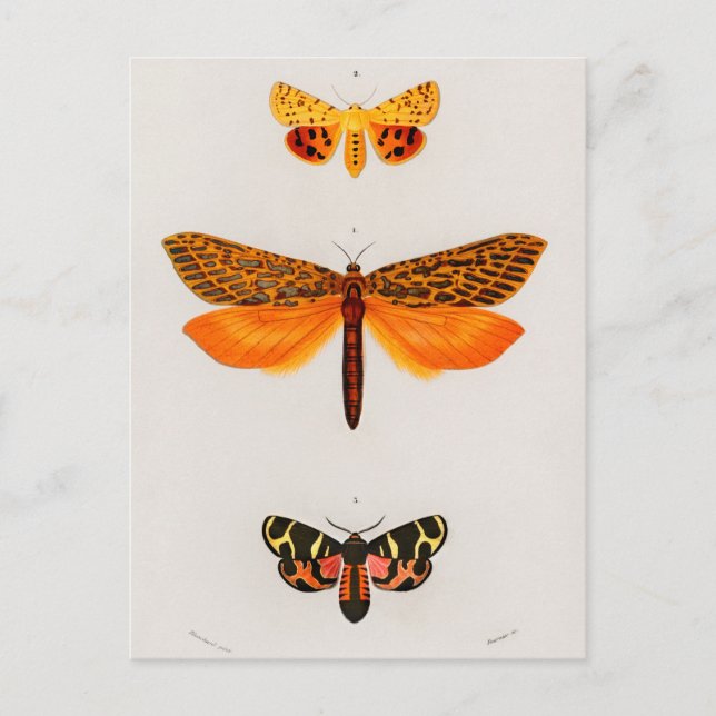 Vintage Insect Illustration Postcard (Front)