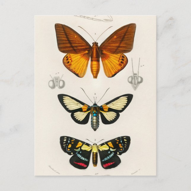Vintage Insect Illustration Postcard (Front)