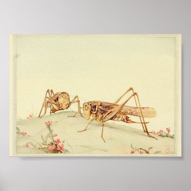 Vintage Insect Illustration Poster (Front)
