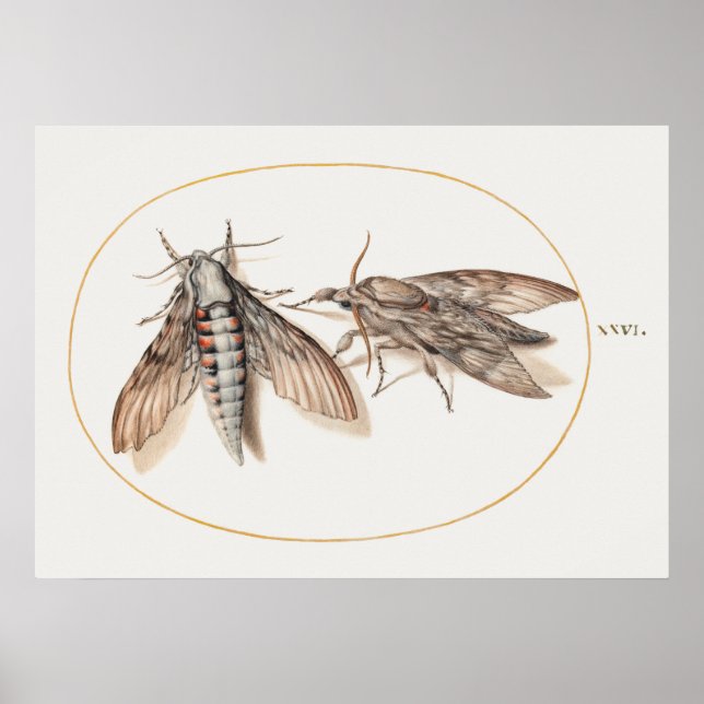 Vintage Insect Illustration Poster (Front)