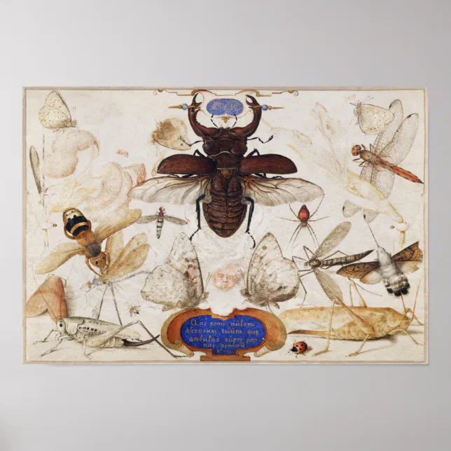 Vintage Insect Illustration Poster | Zazzle