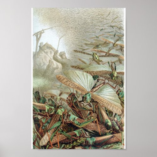 Vintage Insect Illustration Poster