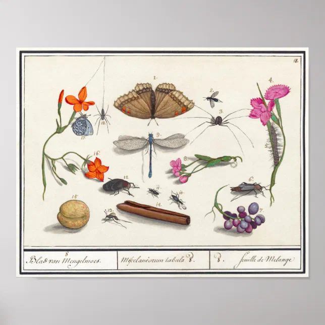 Vintage Insect Illustration Poster | Zazzle