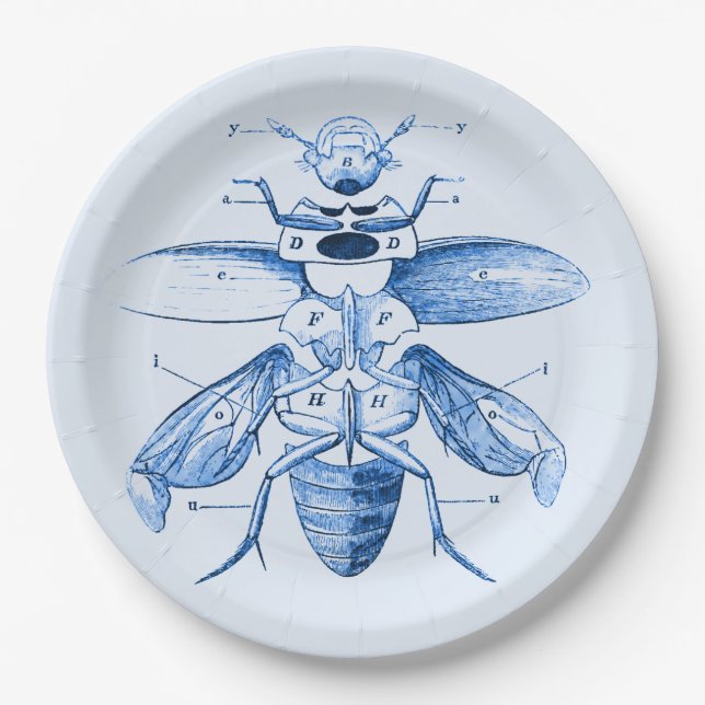 Vintage Insect Image | Beetles | Blue Paper Plates (Front)