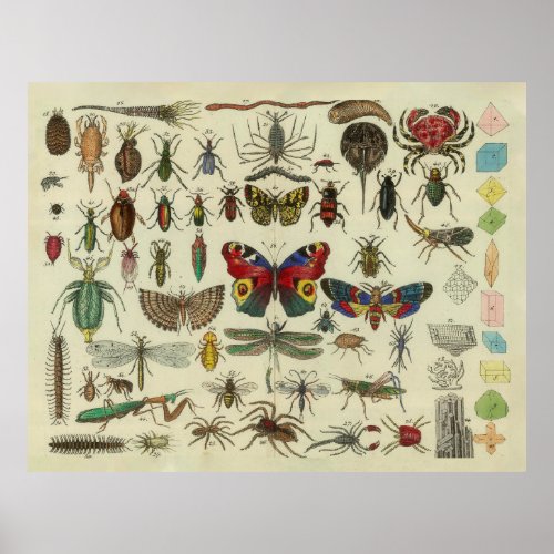 Vintage Insects Diagram Illustration 1834 Poster