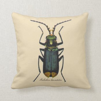 Vintage Insects Entomology Malachite Beetle Rever. Throw Pillow by Angharad13 at Zazzle