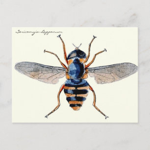 Vintage Insects Fly Scientific Entomology Postcard