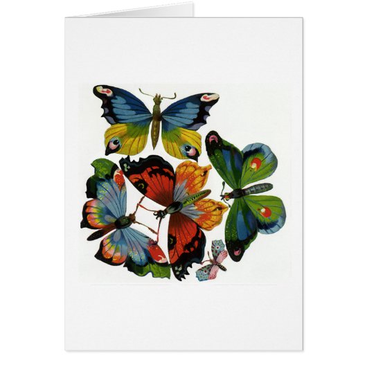 Vintage Insects or Bugs, Beautiful Butterflies (Front)