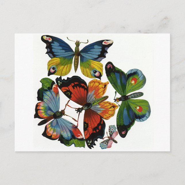 Vintage Insects or Bugs, Beautiful Butterflies Postcard (Front)