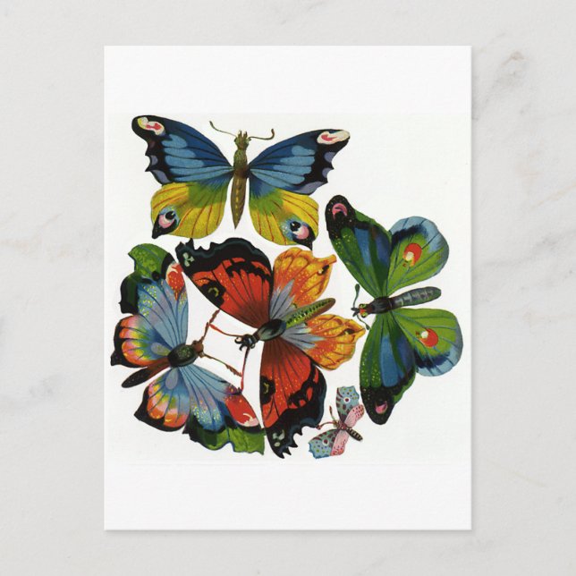 Vintage Insects or Bugs, Beautiful Butterflies Postcard (Front)