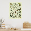 Vintage Insects Poster | Zazzle