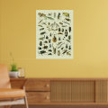 Vintage Insects Poster | Zazzle