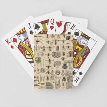 Vintage Insects Wasps Bees Entomology Taxonomy Playing Cards by Angharad13 at Zazzle