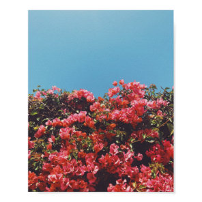 Vintage Inspired Bougainvillea Flowers California Poster