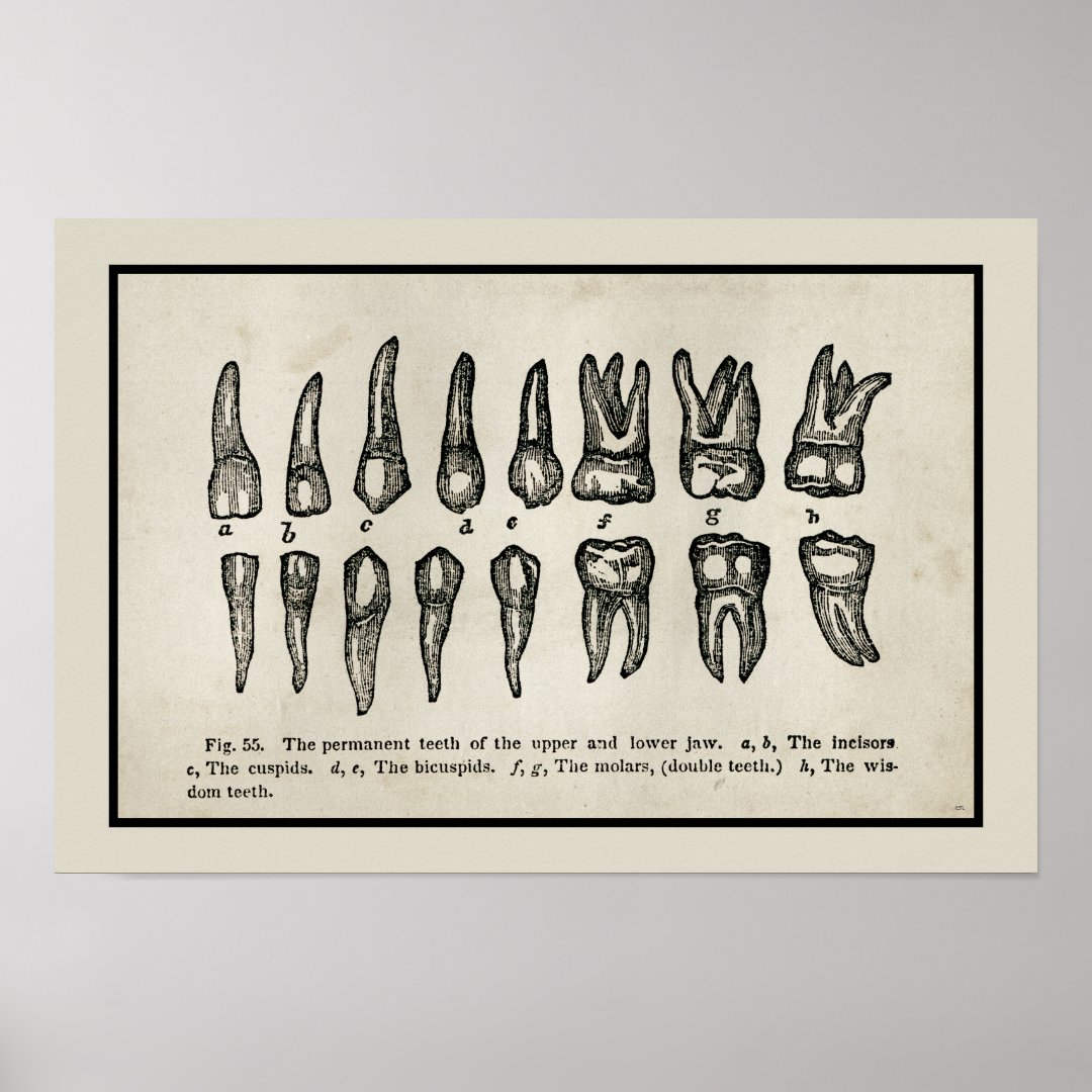 Vintage Inspired Diagram of Teeth Tooth Chart | Zazzle