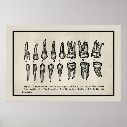 Vintage Inspired Diagram of Teeth Tooth Chart