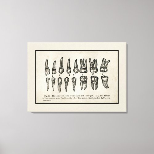 Vintage Inspired Diagram of Teeth Tooth Chart Canvas Print