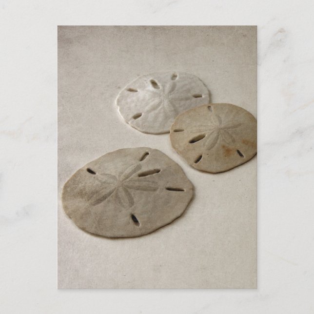Vintage Inspired Sand Dollars Postcard (Front)