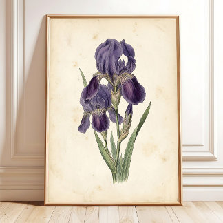 Vintage Iris Boho Canvas Print