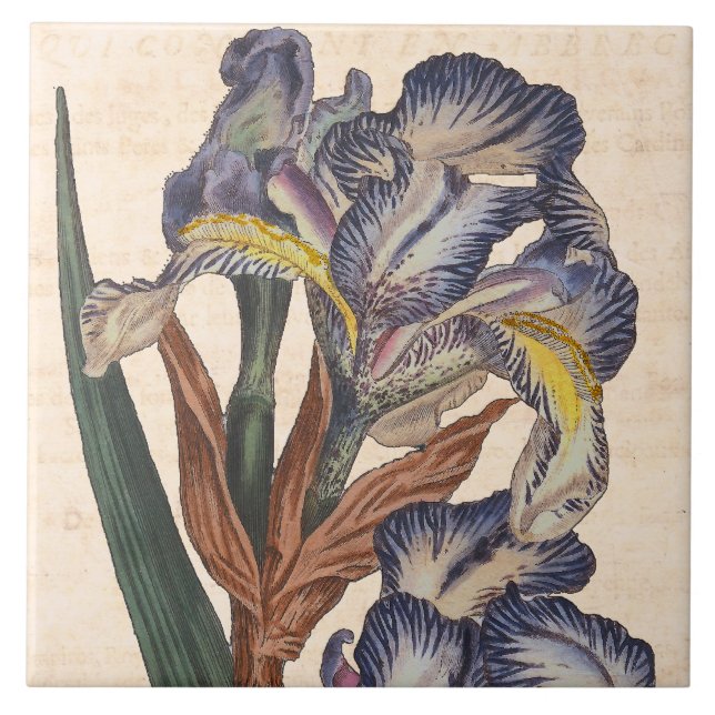 Vintage Iris Flowers Antique Botanical Print Ceramic Tile (Front)