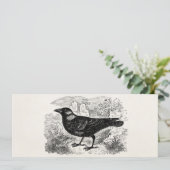 Vintage Jackdaw Crow Bird Personalized Birds Crows (Standing Front)