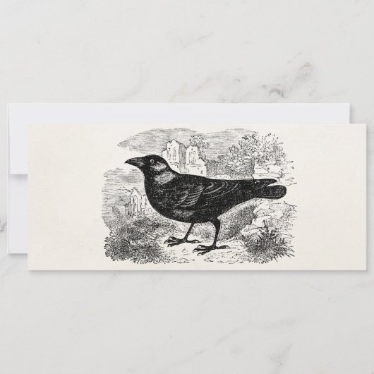 Vintage Jackdaw Crow Bird Personalized Birds Crows (Front)