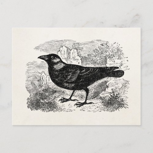 Vintage Jackdaw Crow Bird Personalized Birds Crows Postcard