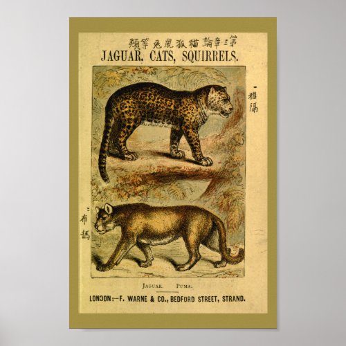 Vintage Jaguar Puma Cat Natural History Print