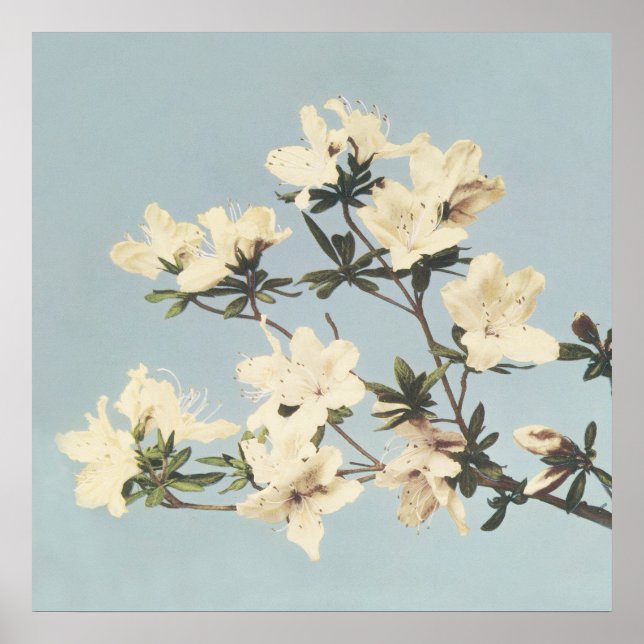 Vintage Japanese Azaleas Wall Art (Front)