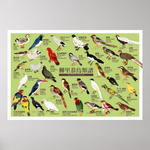 Vintage Japanese Bird Atlas Illustration Poster