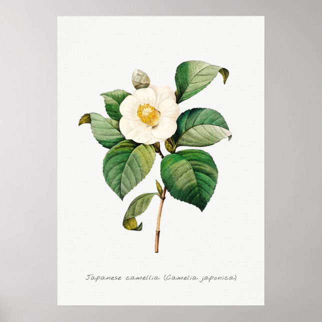 Vintage Japanese Camellia Botanical Illustration Poster (Front)