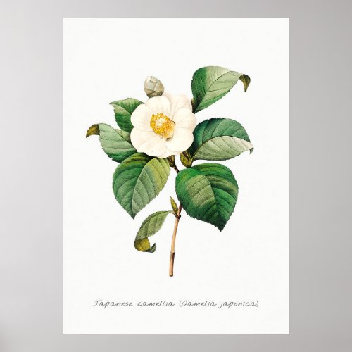 Vintage Japanese Camellia Botanical Illustration Poster