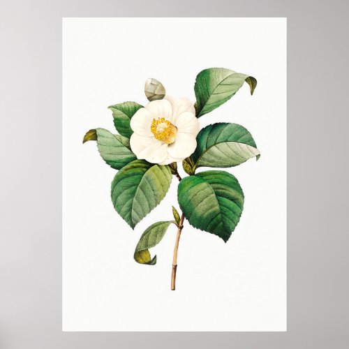 Vintage Japanese Camellia Botanical No Text Poster