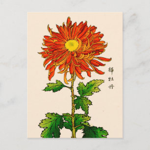 Vintage Japanese Chrysanthemum. Orange and Gold Postcard