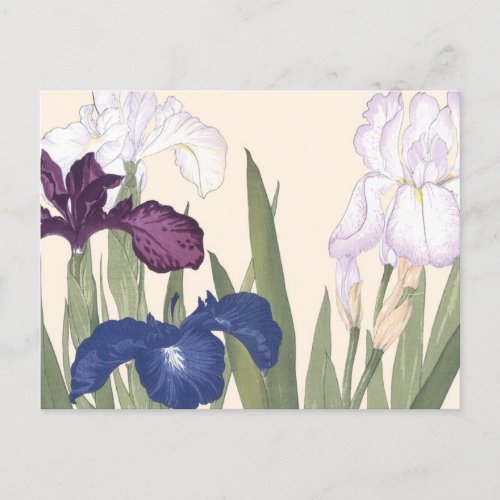 Vintage Japanese Floral Art Purple Iris Flowers Postcard