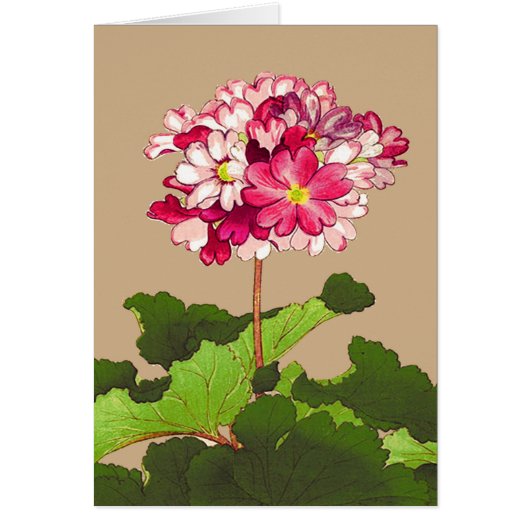 Vintage Japanese Hydrangea. Pink and Green (Front)