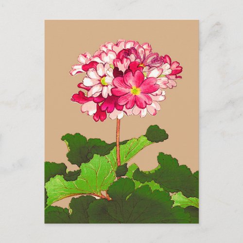 Vintage Japanese Hydrangea Pink and Green Postcard