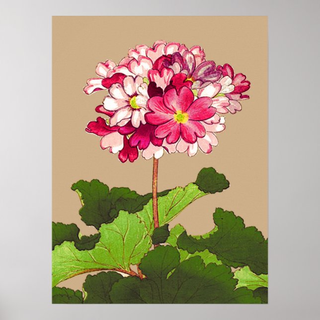 Vintage Japanese Hydrangea. Pink and Green Poster (Front)